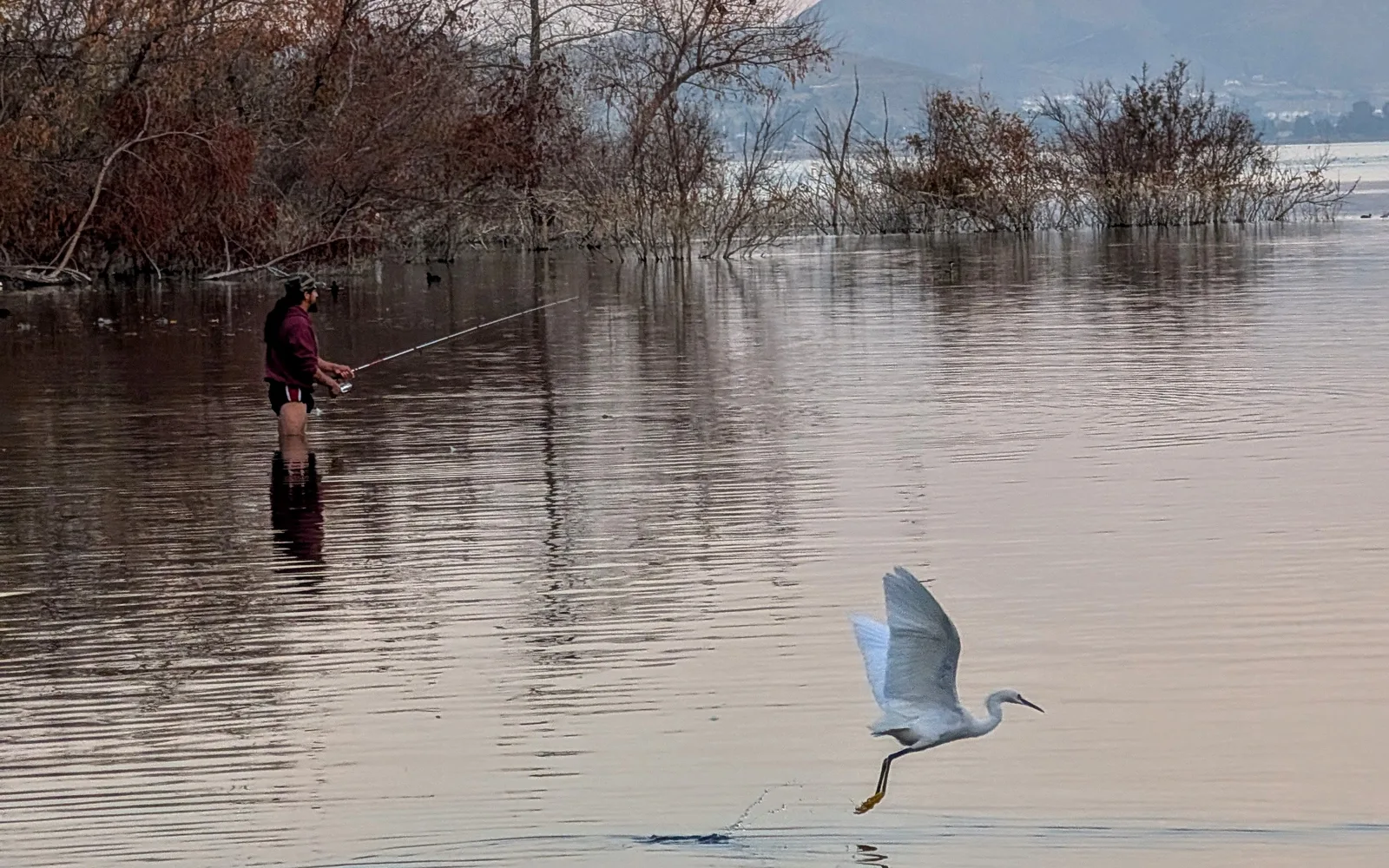 Egrets, cormorants and fisherman enjoying outdoor recreation at Lake Elsinore